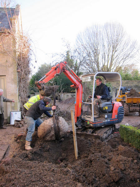 A mature Apple "Katy" is transplanted from a Herefordshire orchard 